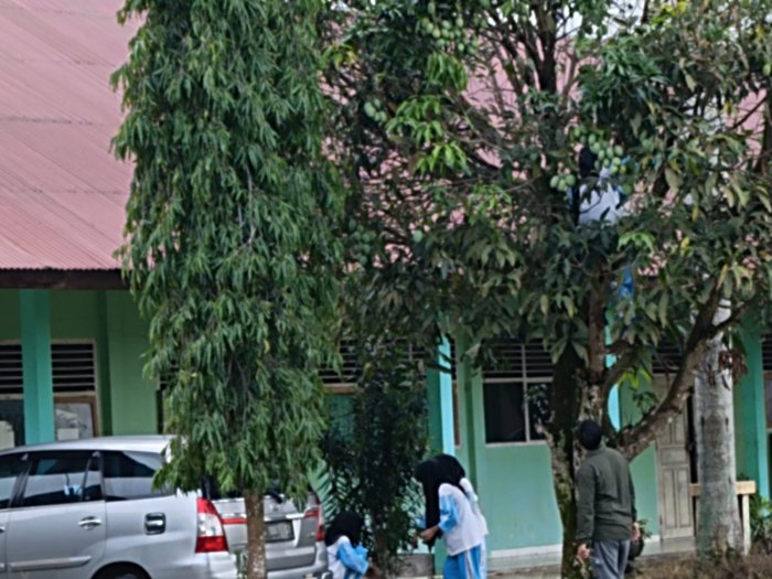 MAN 1 Sarolangun Panen Mangga Dorong Ketahanan Pangan Sekolah