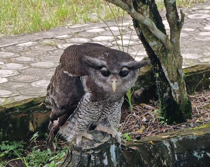 Heboh! Burung Hantu Jinak Nyasar di MAN 1 Sarolangun, Siswa Gempar
