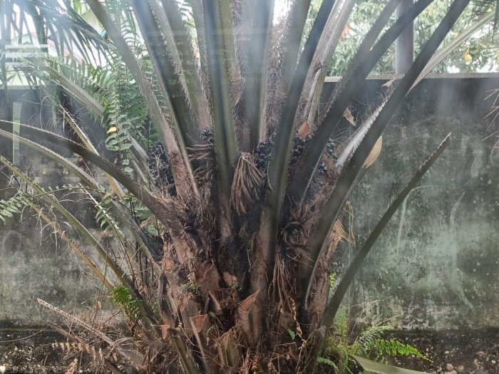 Sawit MAN 1 Sarolangun Mulai Berbuah
